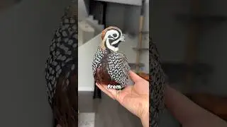 Unique bird #animals #cuteanimal #birds