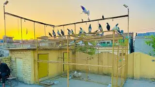 Kabootar ko hilany ka best tarika 😱 | Dar pigeons club |