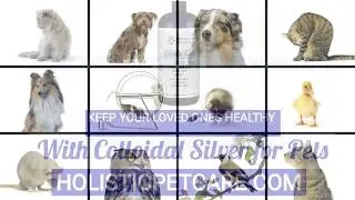 Colloidal Silver is Good For All Pets