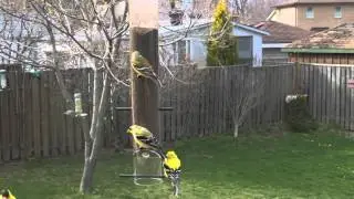 Goldfinch Feeding (4K UHD)