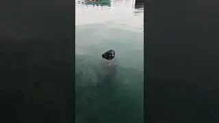 Sammy the seal