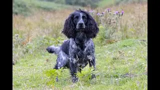 Working Cocker Spaniel At Stud Byrbwll Rocco - &ldquo;Percy&rdquo;