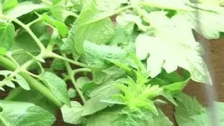 How to Grow Tomatoes Horizontally : Organic Gardening for Real