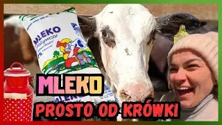 Pojechaliśmy po ŚWIEŻE MLEKO prosto z gospodarstwa! Rodzinny wypad do eko farmy 🐄🥛
