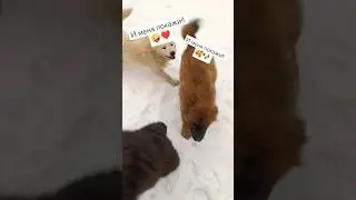 Щенки евразиера #puppy #eurasier #dog #shots #купить