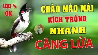 Ch&agrave;o M&agrave;o M&aacute;i K&iacute;ch Trống Nhanh Căng Lửa - C&aacute;ch K&iacute;ch Ch&agrave;o M&agrave;o Bổi Nhanh Ra Giọng H&oacute;t Ch&eacute; #chaomaomai