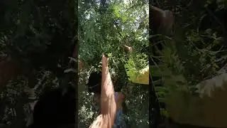 Tamarin hunter Dami bunga #shortsvideo #shortsviral #shortsfeed