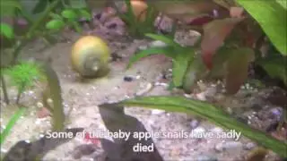 How to keep Aquarium substrate clean