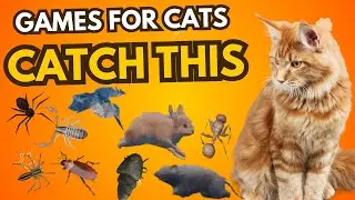 Cats Can&rsquo;t Ignore This EP.4 | Ultra Fast Moving Animals | Cat Games TV 4K