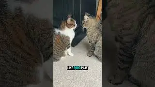 Do Cats Recognize Their Own Names 🐾📢