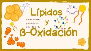 Lipid and Ketone Metabolism Explained | Beta Oxidation, Ketosis vs. Ketoacidosis