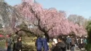Brooklyn Botanic Garden kicks off its Cherry Blossom Festival