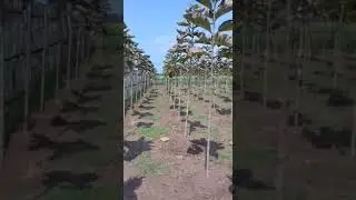 Organic village kutri as india's no 1 village of temples and greenery looking for pollution free