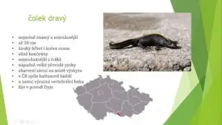 Obojživeln&iacute;ci[7]-čolci