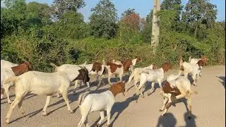 Two young sweet White Goat and Dog Fighting? Boy Brings Them Together in Friendship! Dog 