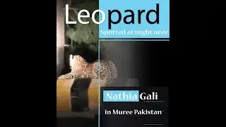 Leopard Spotted  at night near nathia Gali in Murree Pakistan