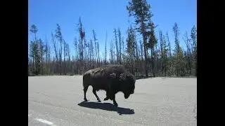 Harley Ride to Yellowstone, West Yellowstone, Red Lodge & Beartooth Highway in Montana & Wyoming
