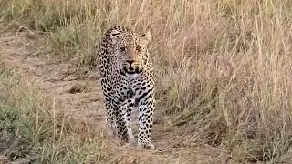 Elusive Leopard: 4K Ultra HD Encounter in Kenya's Maasai Mara