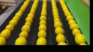 Lemon washing drying waxing sorting line, lemon waxing machine, lemon sorting machine, citrus waxing