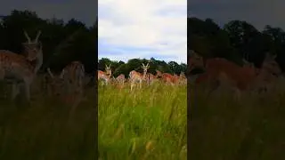 Deer Sounds 🦌 (1)