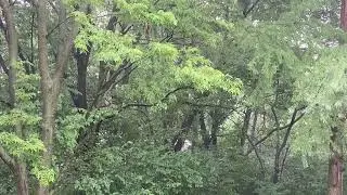 SUMMER RAINSTORM *rain on a roof, thunder, birds chirping, heavy rain*