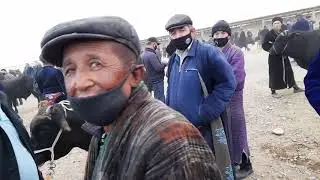 Qamashi Chim juma mol bozori narxlari