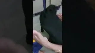 ear cleaning  or emotional 🤷🏻 atyachar#oscar #doglover #funny #labrador #viral #shortvideo #