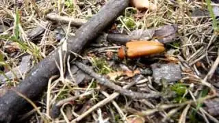 Norwegian longhorn beetle laying larvas (Cerambycidae , longicorns , trebukk)