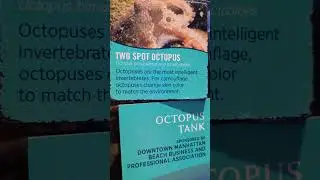 Two Spot Octopus at Roundhouse Aquarium 1/6/26
