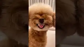 Reaction on your dog after he spoon spanking video tiktok #animals #trendingtiktok