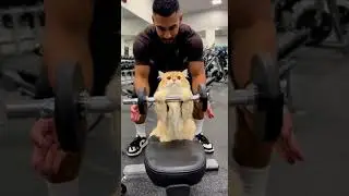 This Cat Is More Jacked Than Me 😹💪  Funny Gym Session