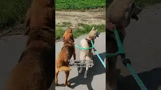 Upgrade your walks with a tangle-free dual dog leash! #dog #dogleash #pets