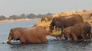 ELEPHANT ENCOUNTER. Join Our African Safari Ride! #wildlife #botswanatourism