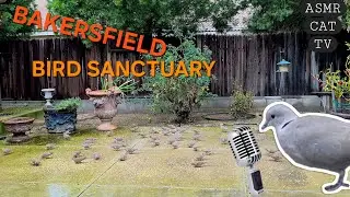 Bird Conversations &mdash; Close-Up Flock Sounds