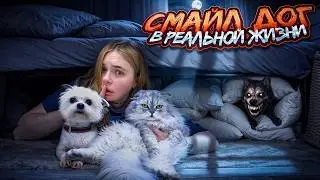 Smiley Dog in Real Life | 24 Hours Under the Bed with Cats and a Dog