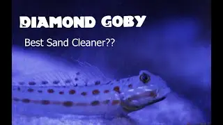 The Diamond Goby, A Great Tank Cleaner!