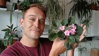 Honzík Lací - Jak pěstovat Arfické fialky