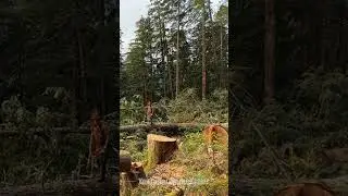 WoodBoss.ca