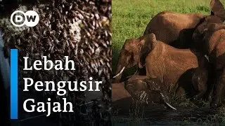 Lebah Selamatkan Pohon Berharga dari Kepungan Gajah Afrika
