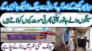 Dehorning calves with Perssa Tube ll Disbudding in calf ll sengh bnana ll بچھڑوں کے سینگ بنانا ll Dr