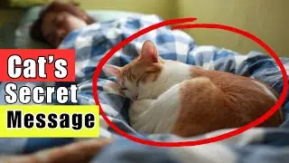 Why Does Your Cat Sleep With You 🐾 The Sweet Truth Every Cat Owner Should Know!