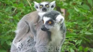 PECO Primate Reserve New Additions