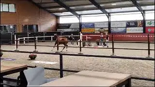 KWPN stamboekkeuring