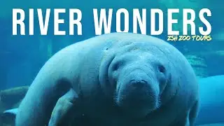 Экскурсия по зоопарку River Wonders | Панды и ламантины в зоопарке Сингапура!