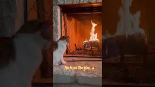 Even my cat is just trying to stay warm today 🔥 #cat #fire #texas #snow #cold #funnycats #warm