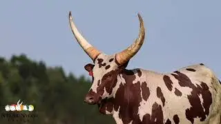 Ntaba Nyoni Cattle 2023 production auction | NANK 20 - 03