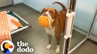 Senior Pittie Carries Her Stuffies All Around The Shelter | The Dodo