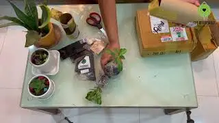 You Won’t Believe These Prices! Plant & more @Rs10. Viral Affordable Organic Store Unboxing & Review