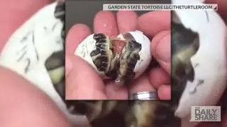 Amazing twin tortoises!