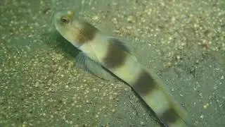 Giant Shrimp Goby (Amblyeleotris fontanesii)